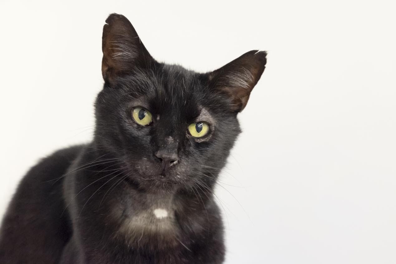 Long lost cat Frank reunited with owners after four years