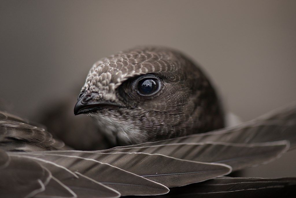 Huntingdonshire RSPB group urges residents to 'take action for Swifts'