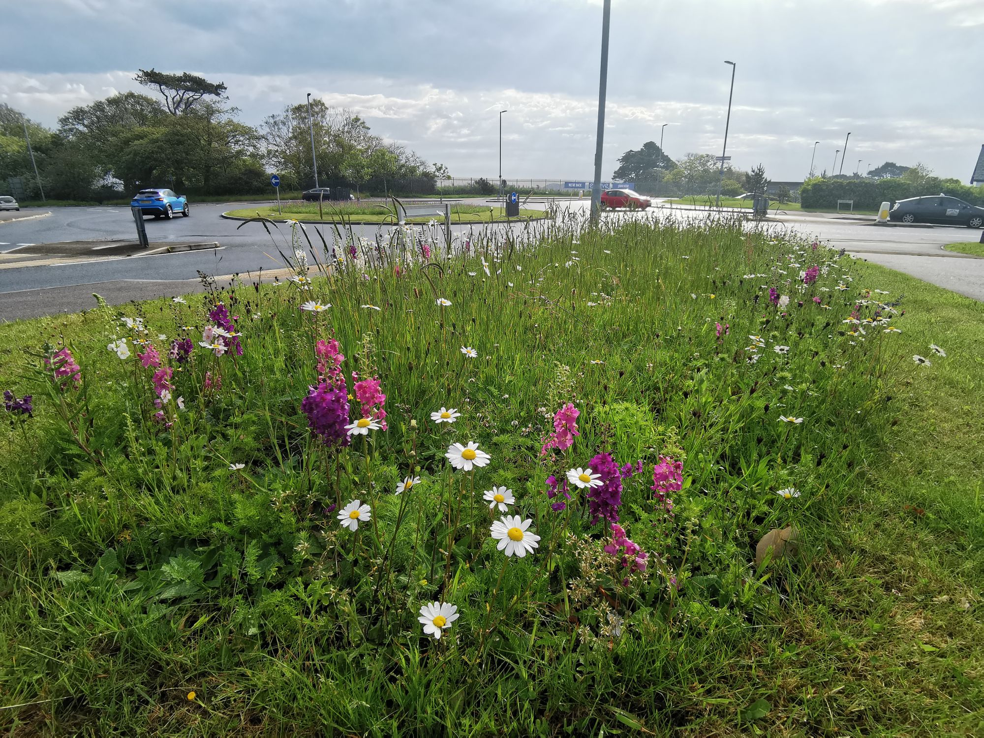 Wild flowers left to grow in Cornwall as part of new verge-cutting approach