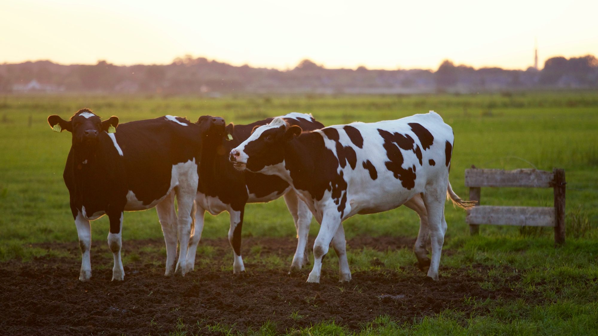 Dairy farmers in Cornwall and Brittany to go green thanks to new two-year scheme