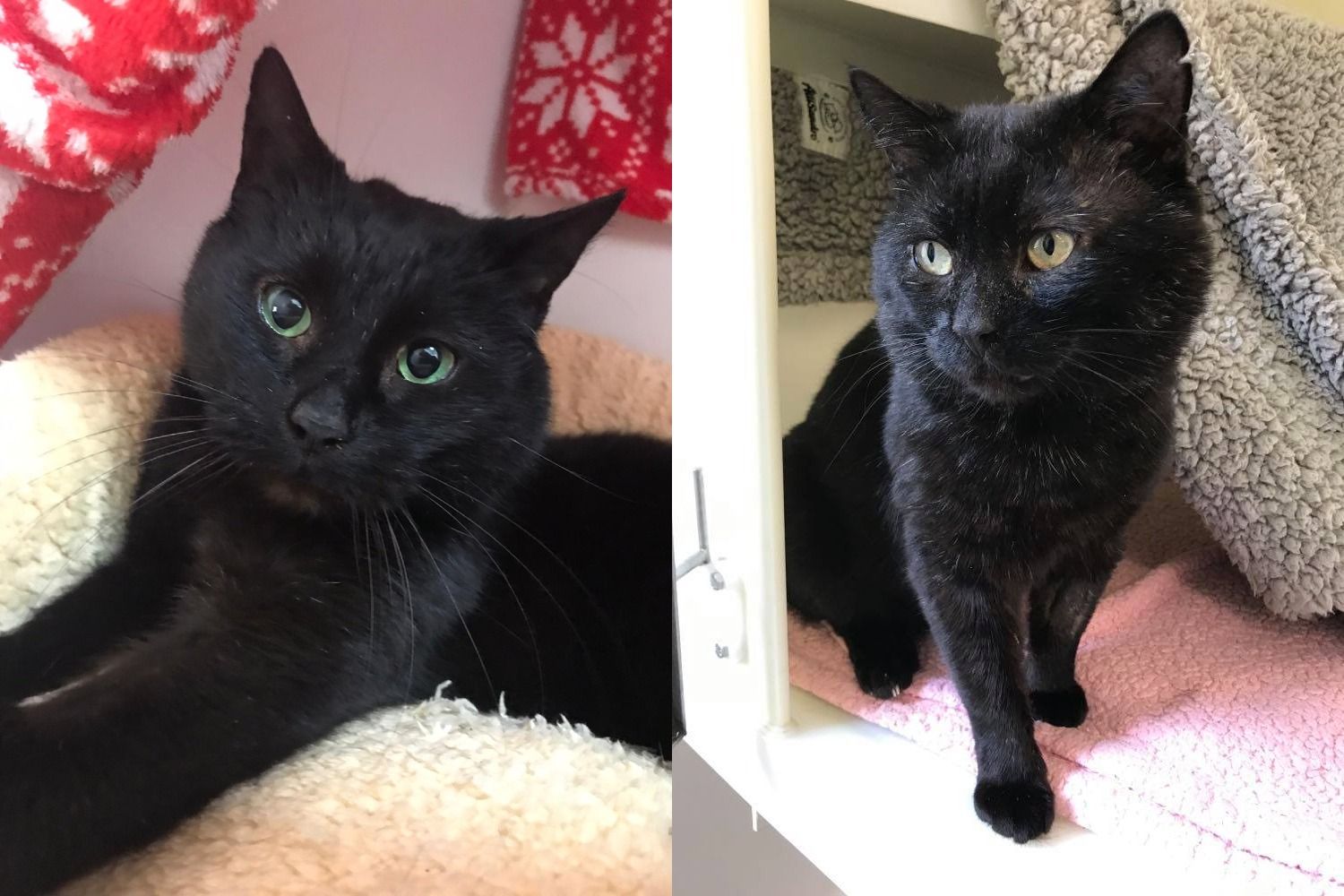 RSPCA column: Could you give Desmond or Mark a home?