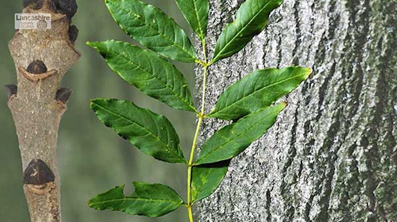Lancashire Council asks residents to check trees for Ash Dieback
