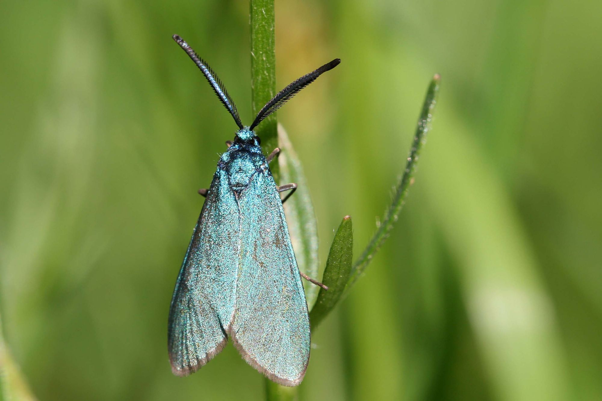 Rare moth at risk of extinction by planned Maple Cross development