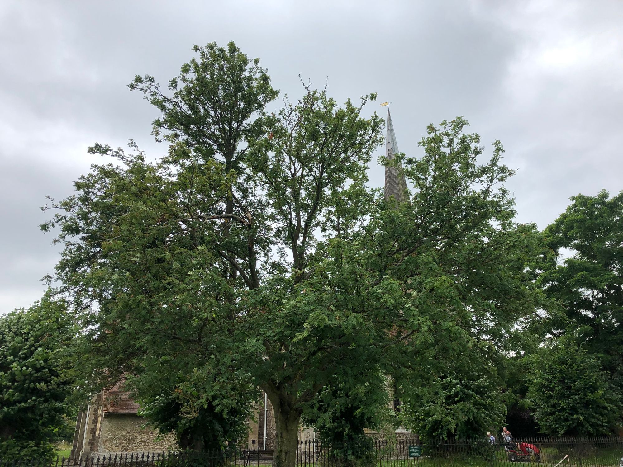 Community report on tree works at a Danbury church