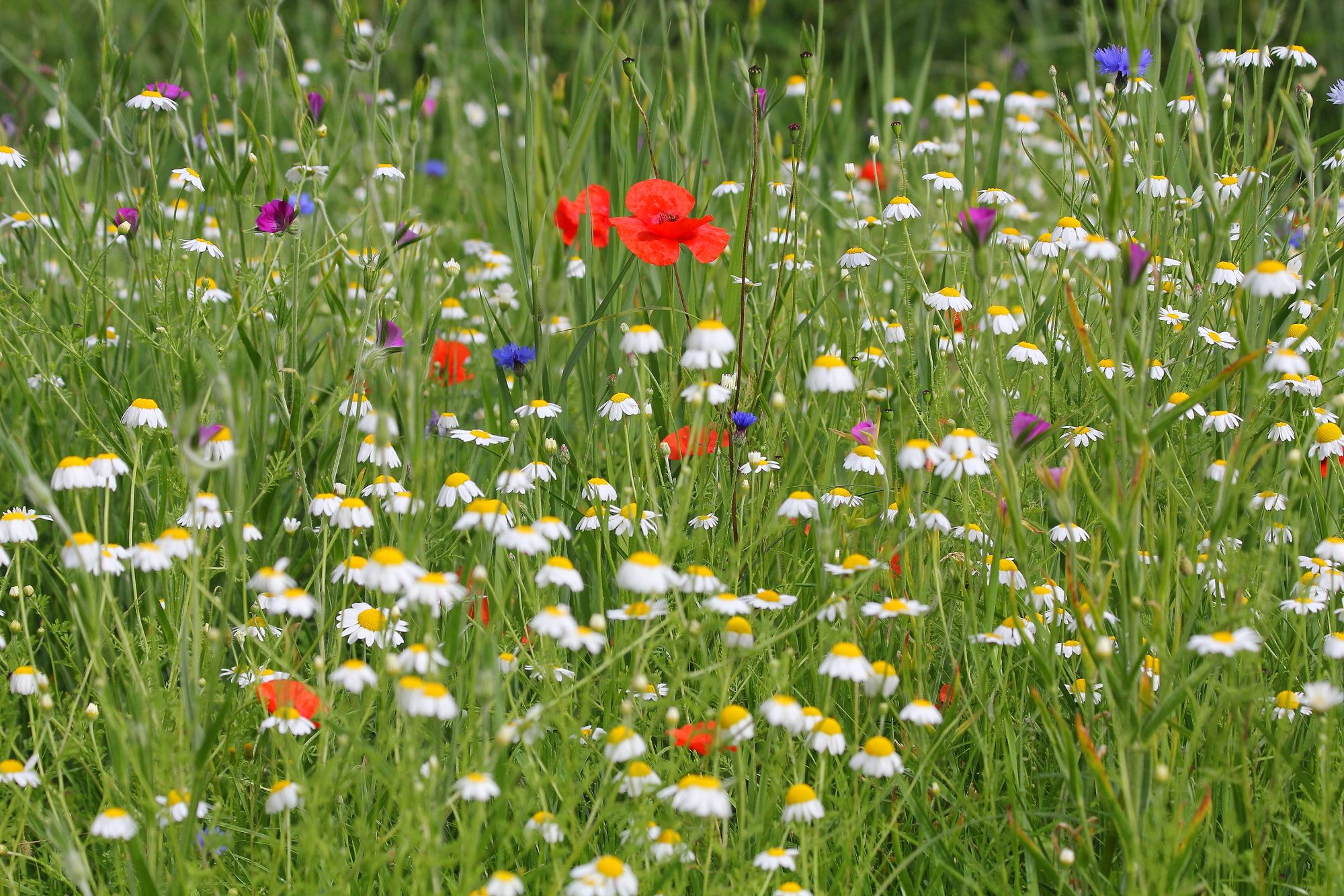 St Albans community asked to identify wild spaces for nature to thrive