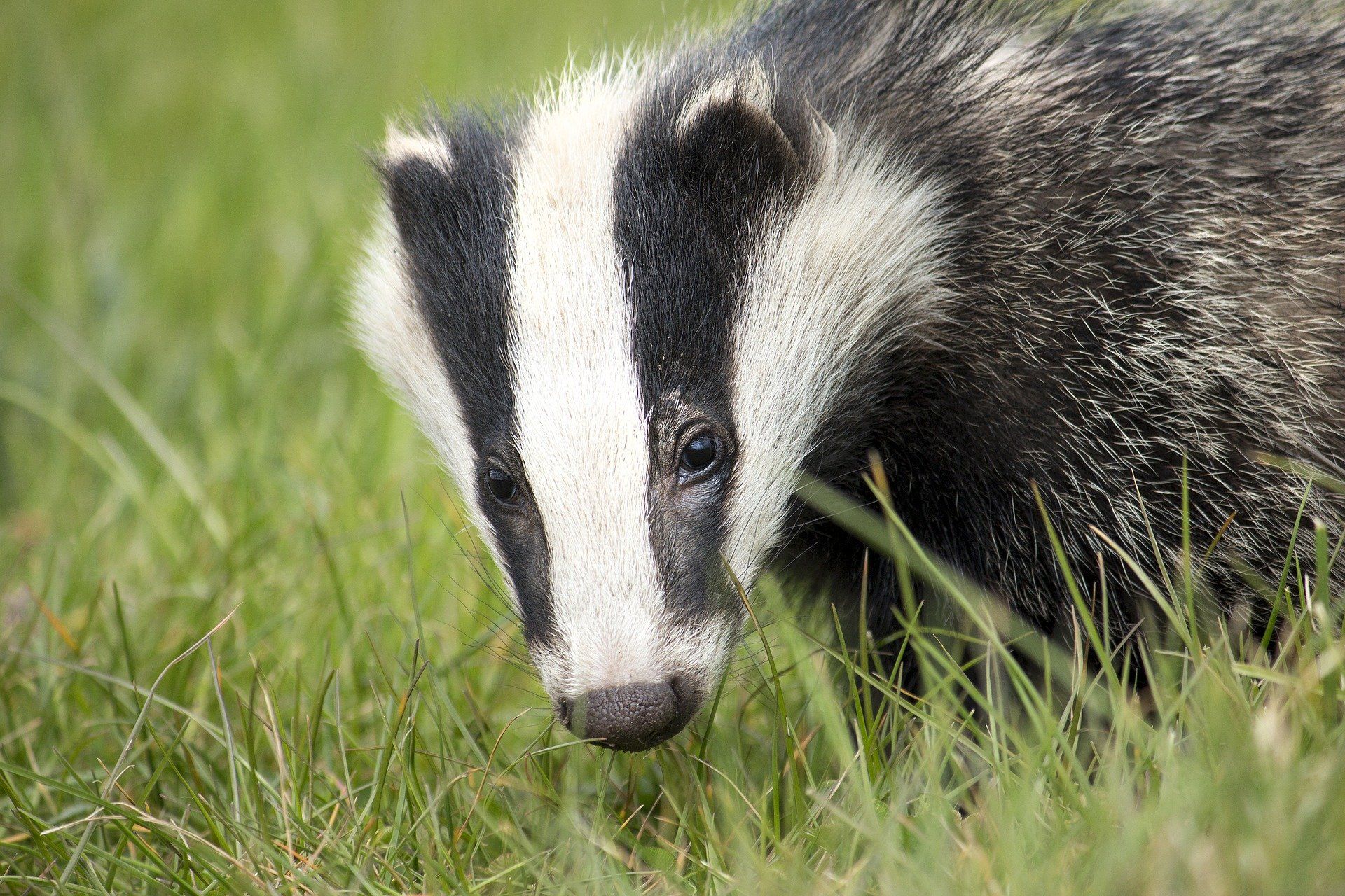 Staffordshire Trust resumes badger vaccination programme