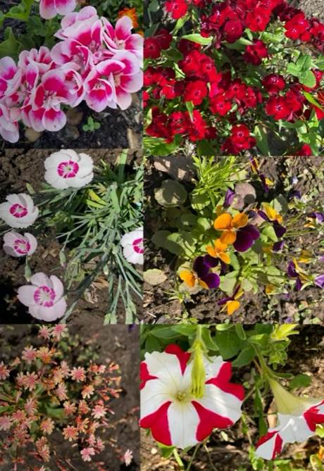 Leicester Mental Health Unit showcase gardening skills