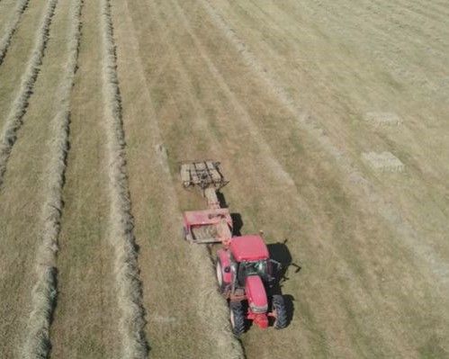 Traditional hay making with Springwater Farm
