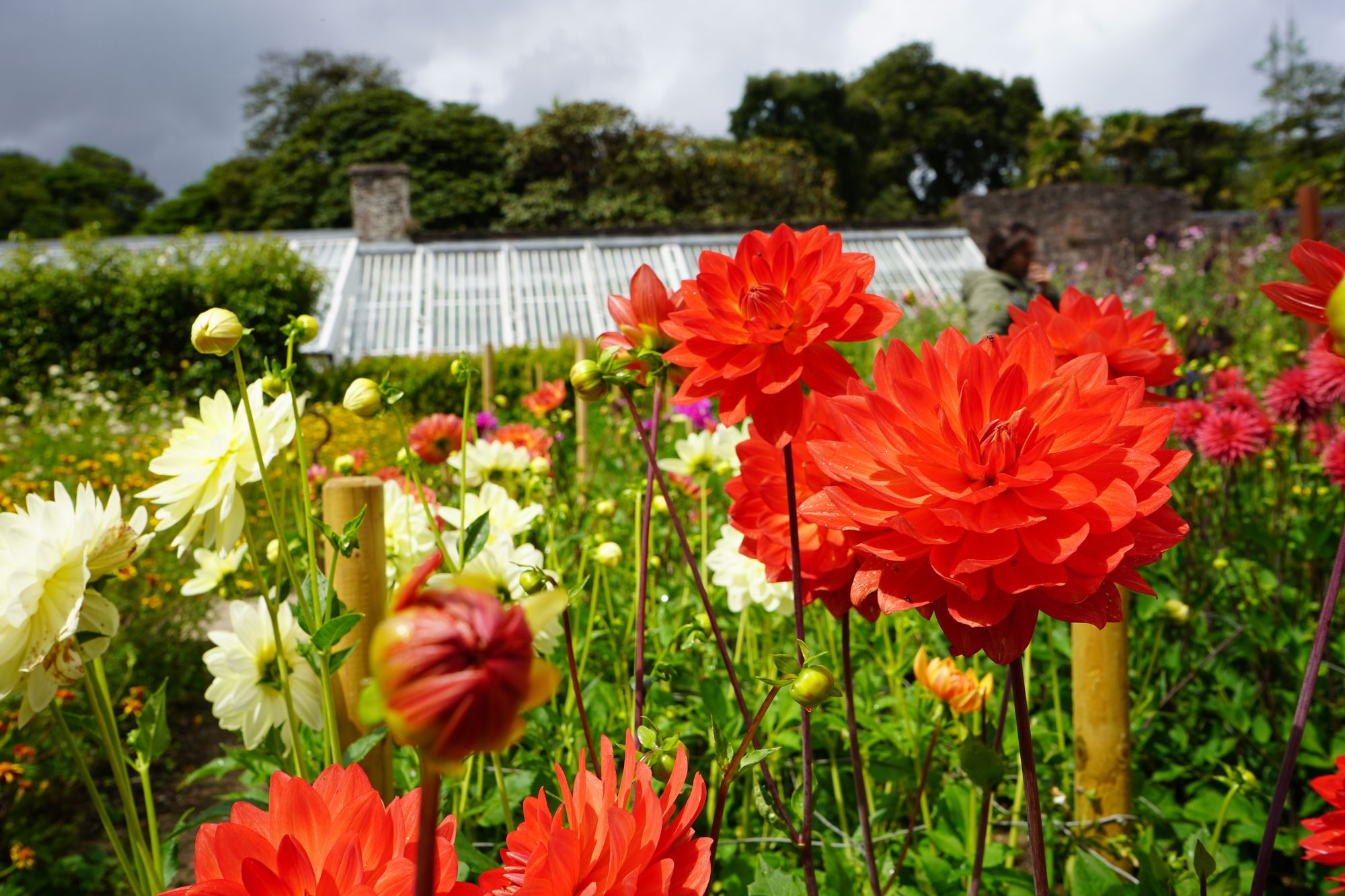 Cornwall Dahlia Society returns to Lost Gardens of Heligan