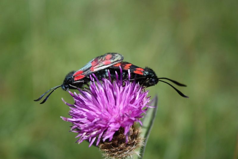 Wildlife: Day-flying moths a vital part of nature