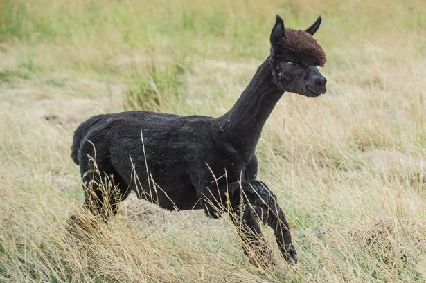 Why Geronimo the alpaca has hit the headlines threatened with death
