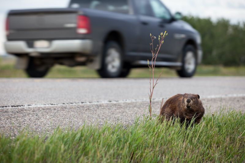 UK volunteers needed for annual wildlife conservation survey