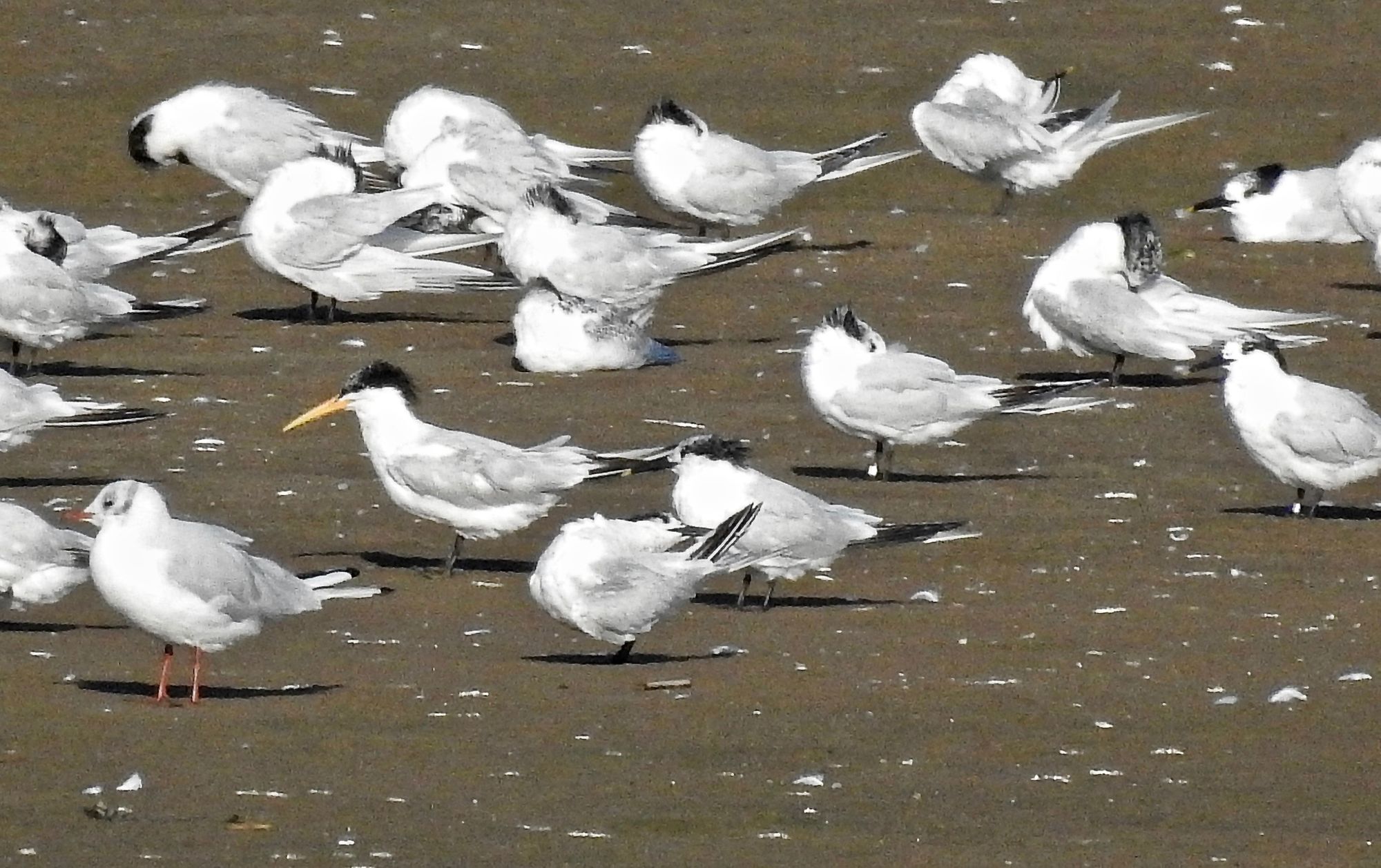 Sefton Coast column: How wildlife can bring back happy memories