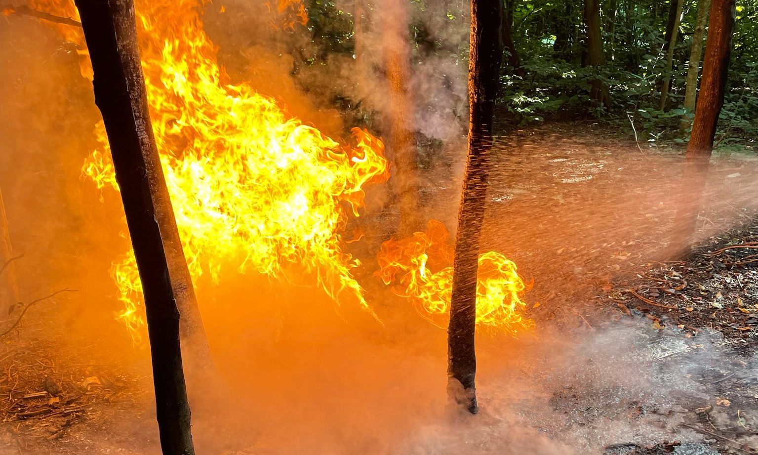 Wheelie bin blaze scorches trees in Widnes