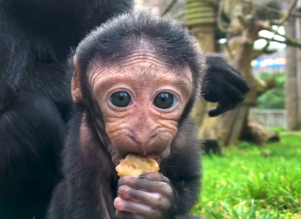East Sussex zoo park welcomes some monkey business