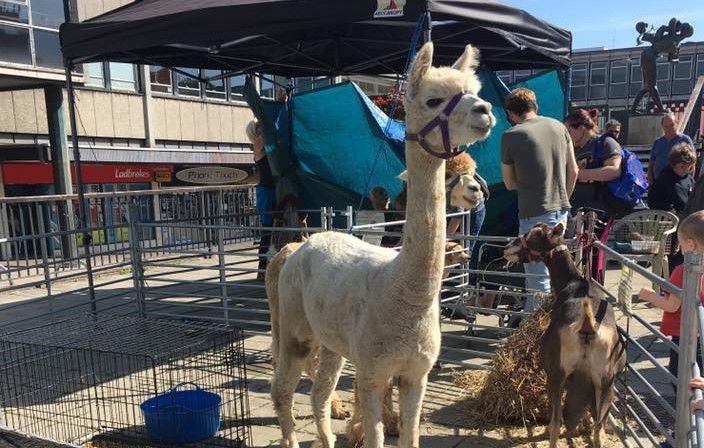 Petting zoo to visit Stevenage Town Centre