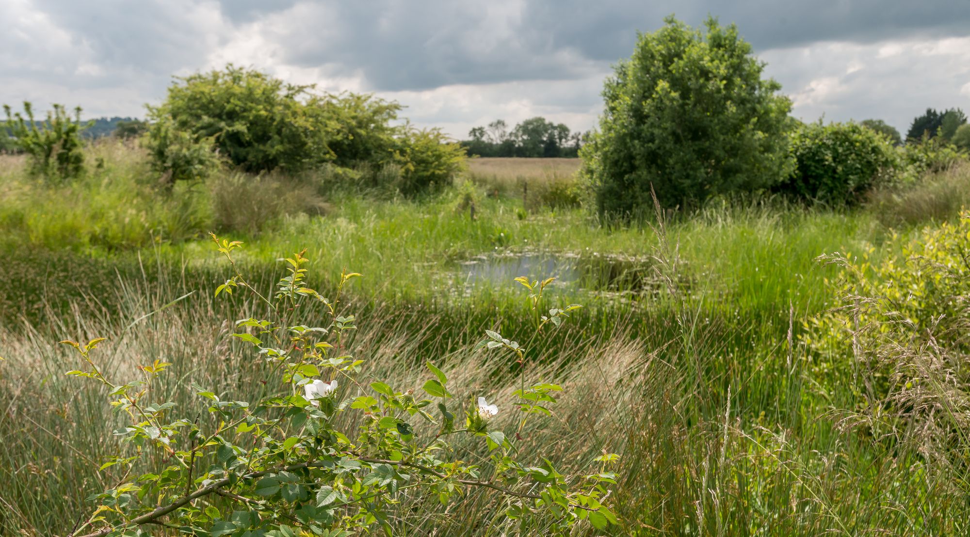 Appeal to save rare meadowland near Bicester still short of the target