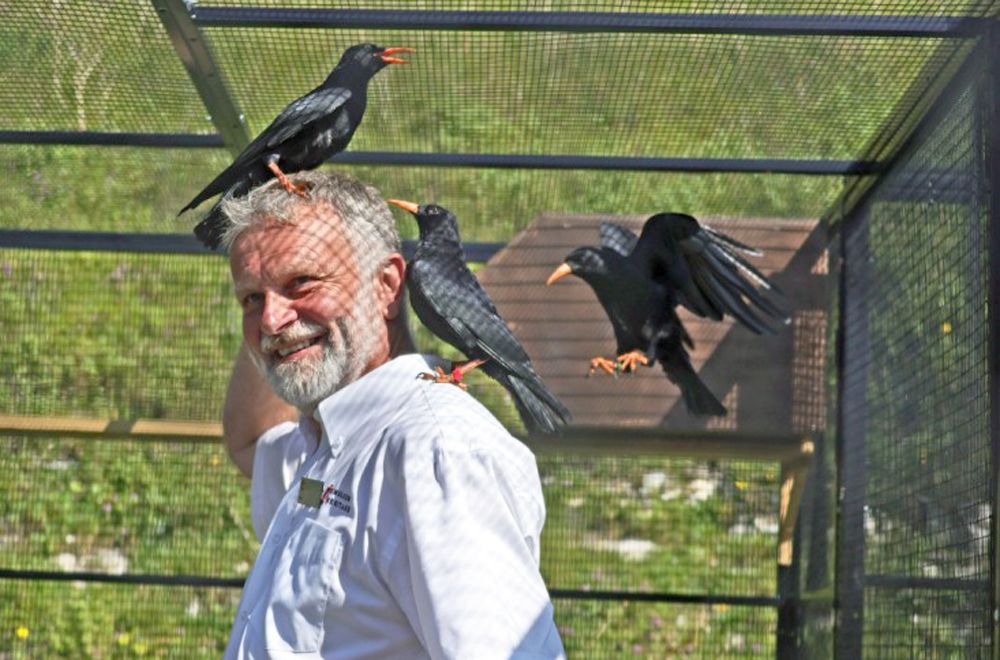Rare birds find new home at Dover Castle