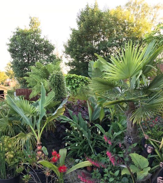 Exotic Garden in Stanhill opened up for National Open Garden scheme