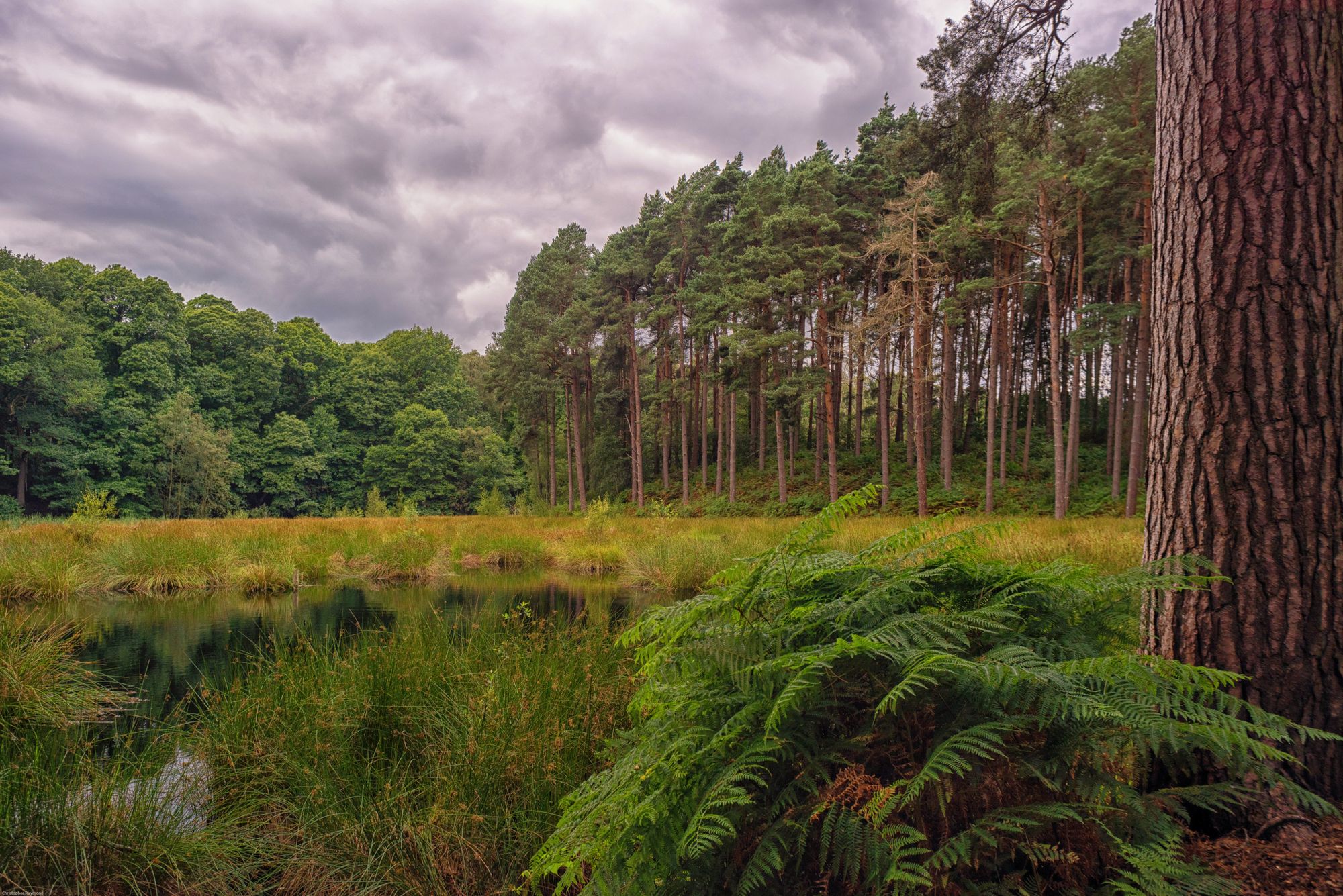 Scene By You: Pictures of Cheshire taken by local photographers