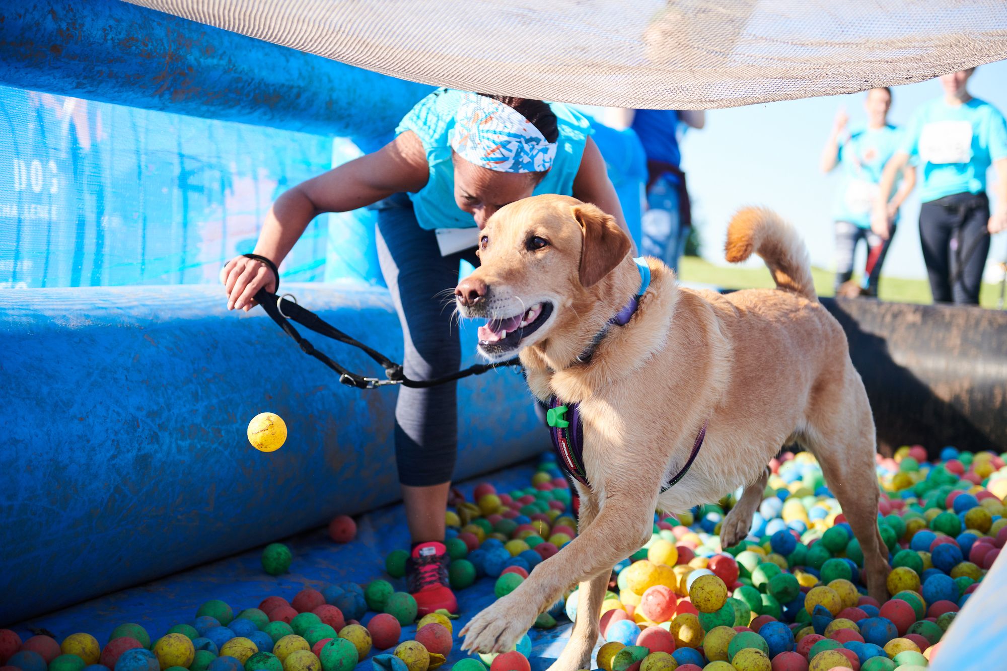 Eridge Park obstacle course welcomes the return of muddy dogs