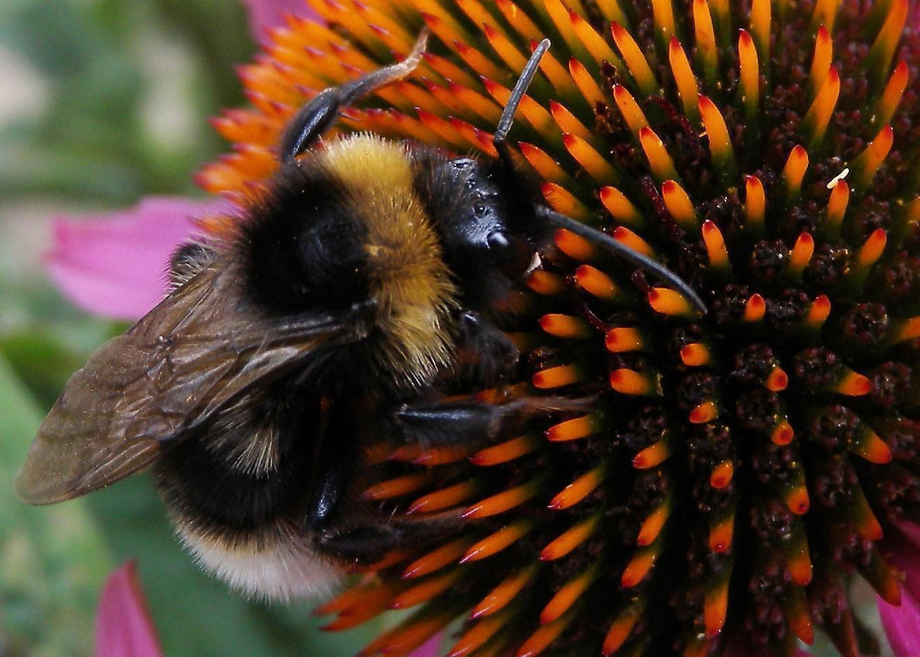 New Hertfordshire bus shelters set to create a buzz with the bees