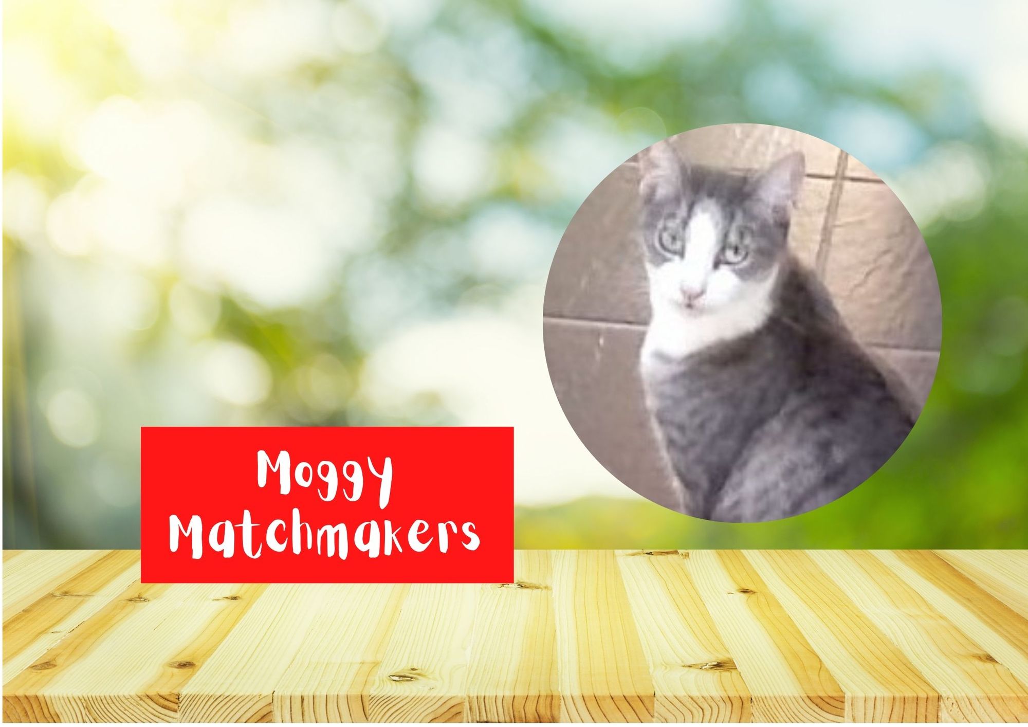 Moggy Matchmakers: Do you have the right home for Pippa?