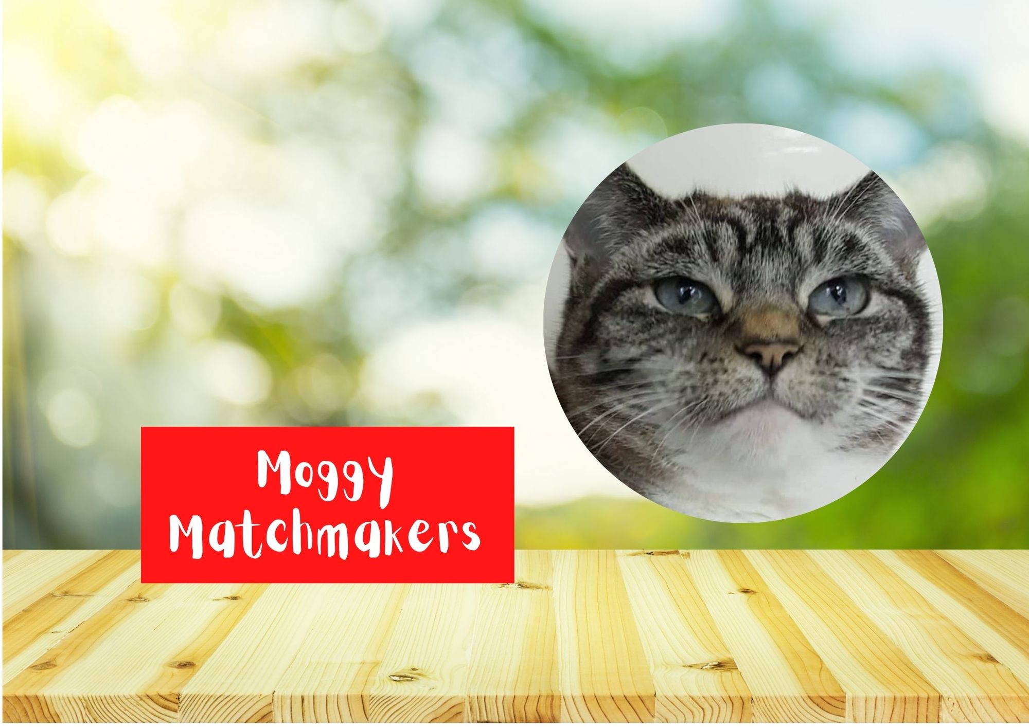 Moggy Matchmakers: Do you have the right home for Minky?