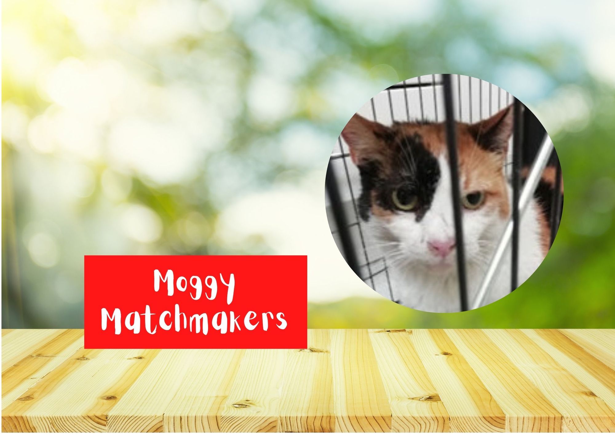 Moggy Matchmakers: Can you give a home to a feral cat?