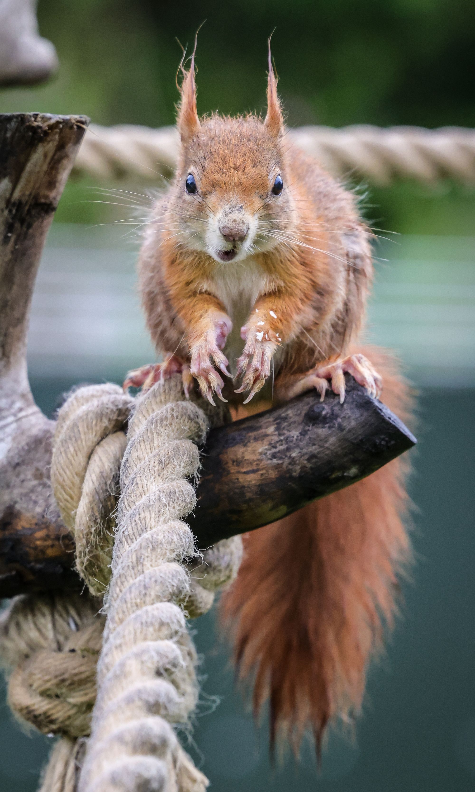 Wildlife park in Winkhill set to expand