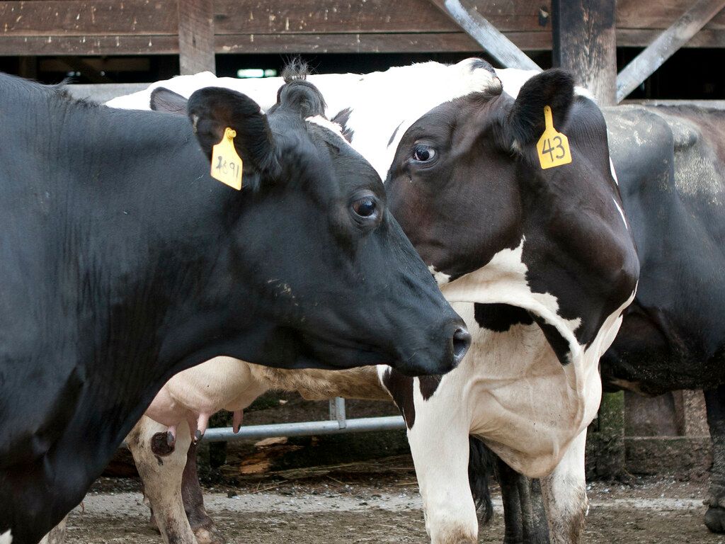 Staffordshire livestock workers fined for animal welfare offences