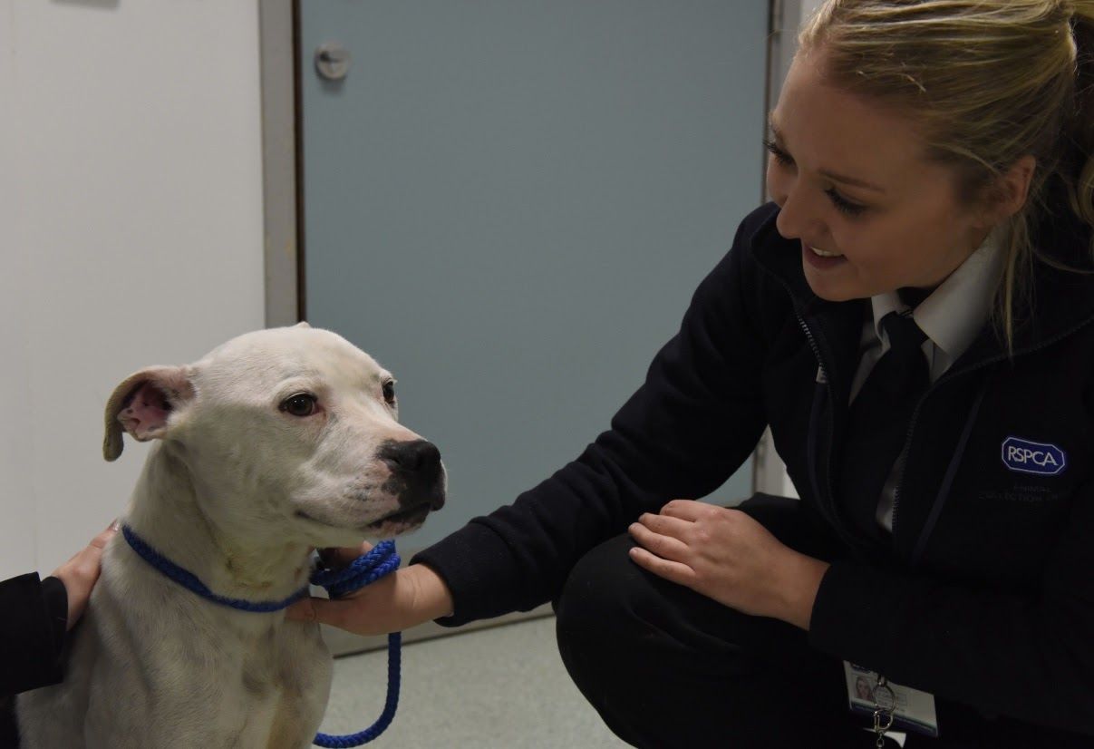 The search is on for RSPCA’s new animal rescue officer for North Wales