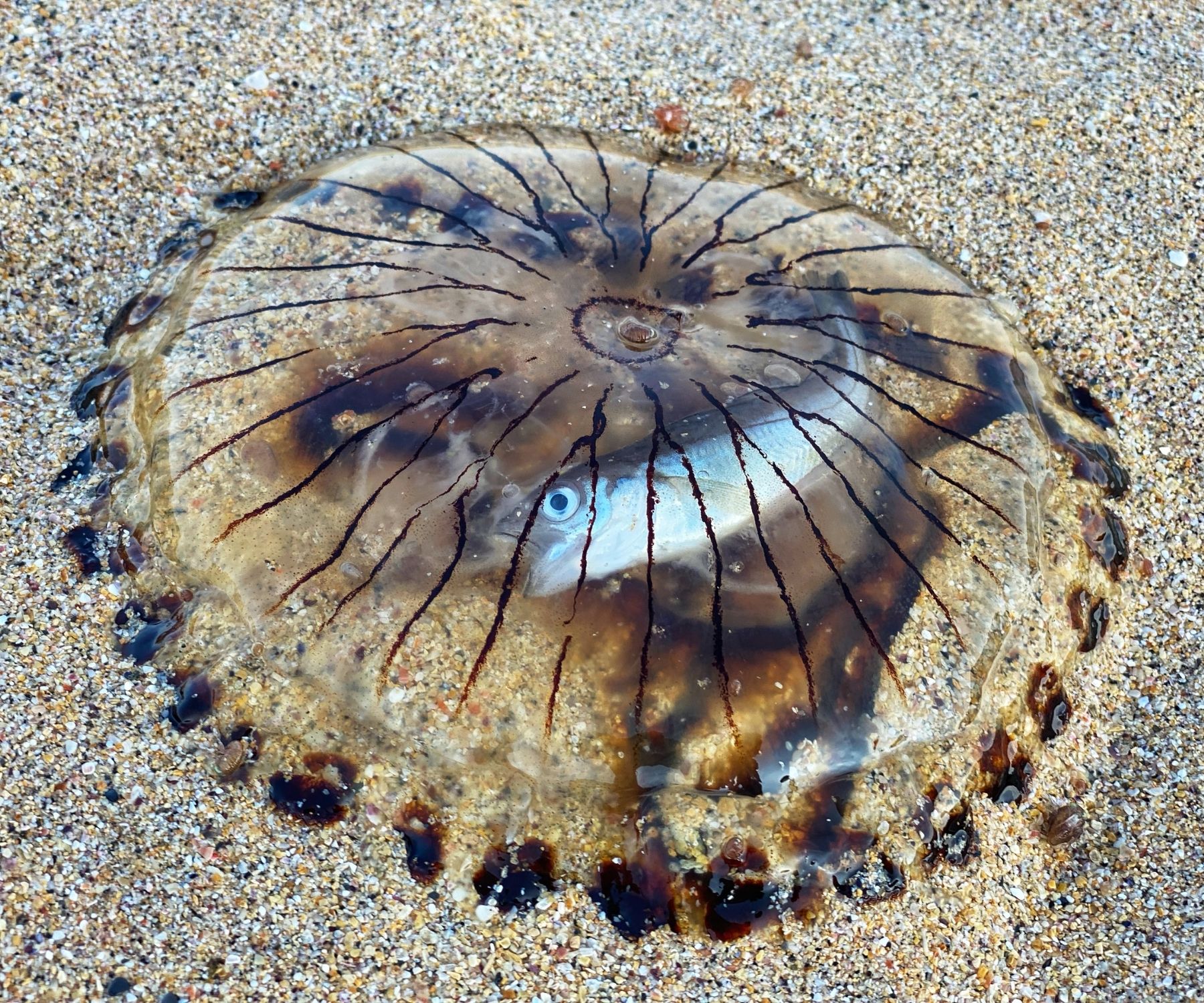 Unusual sighting of fish inside compass jellyfish spotted on Cornish beach