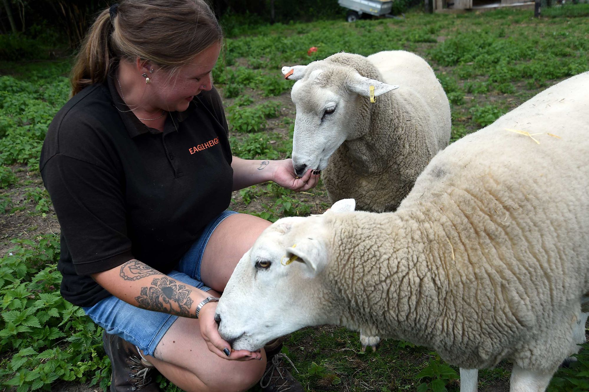 Sheep prove draw at Eagle Heights as it struggles to recover from pandemic