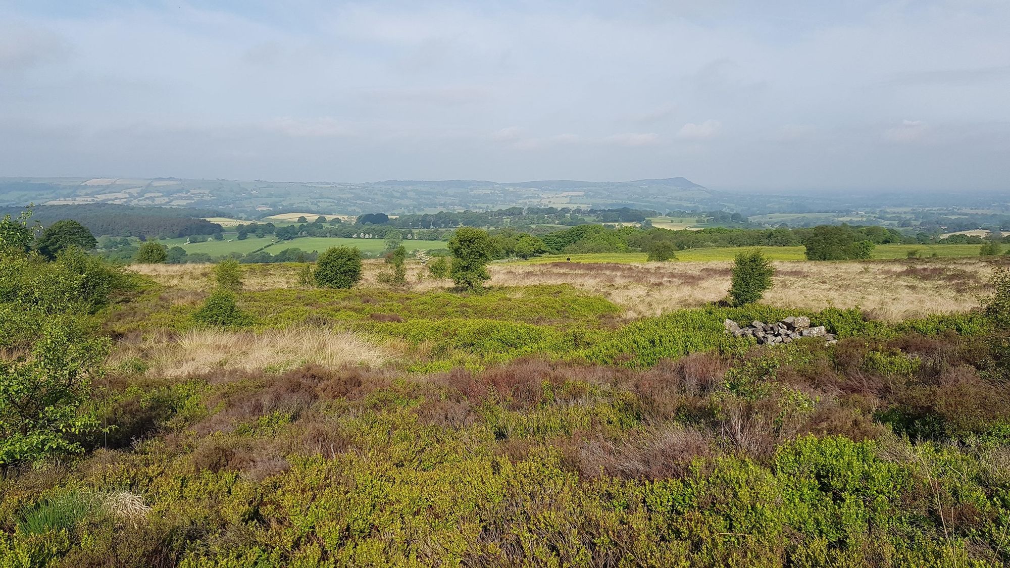 Staffordshire Wildlife Trust secures future of Gun Moor
