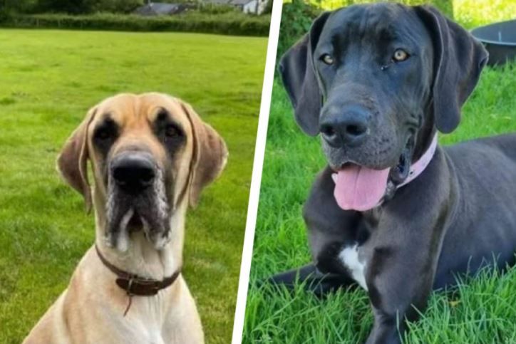Thousands raised to save Carmarthen dogs charity on brink of closure