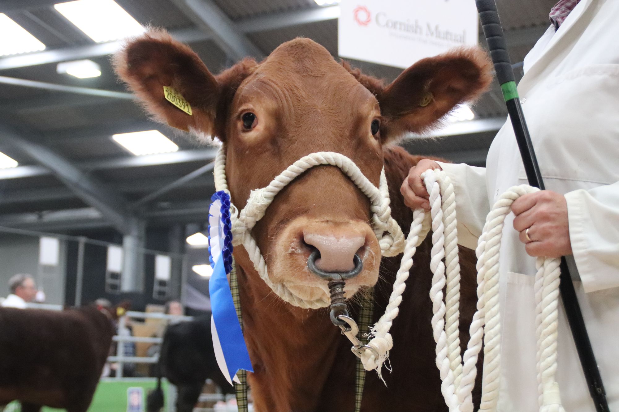Cornish Winter Fair to return to Wadebridge after two years' absence