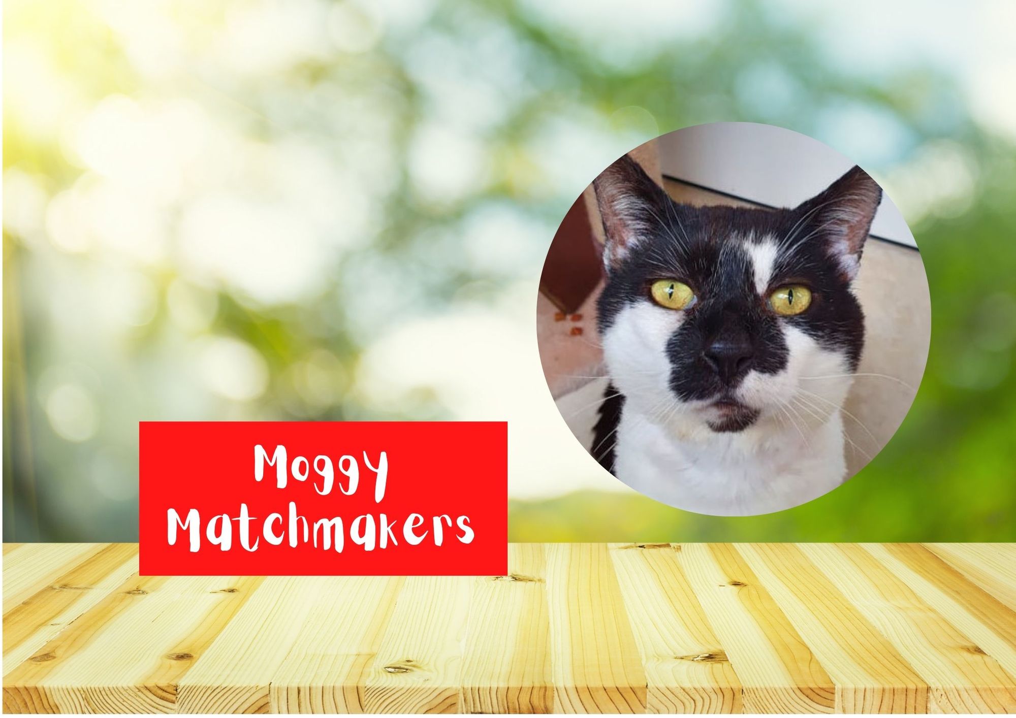 Moggy Matchmakers: Can you give a home to Charlie?