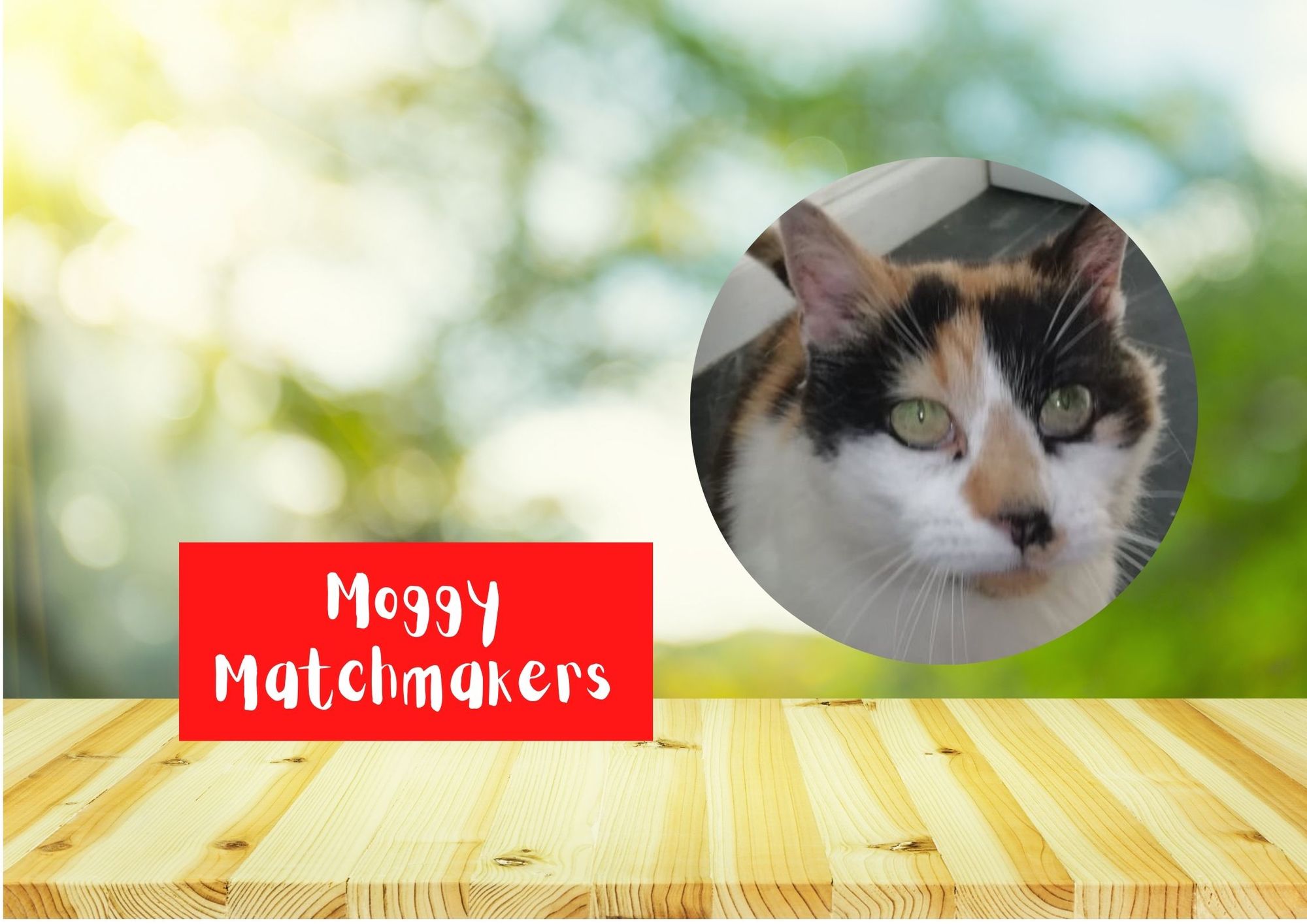 Moggy Matchmakers: Can you give a home to Tiny?
