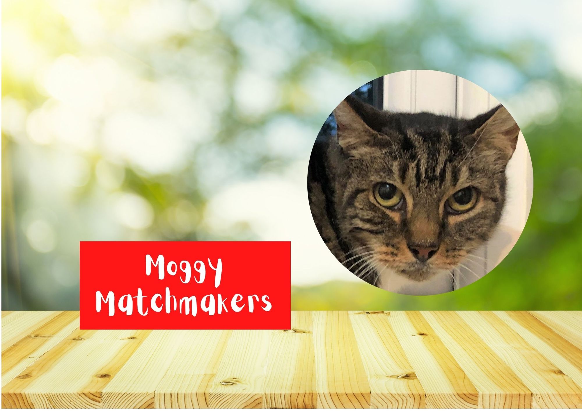 Moggy Matchmakers: Can you give a home to Rosie and Pinkie?