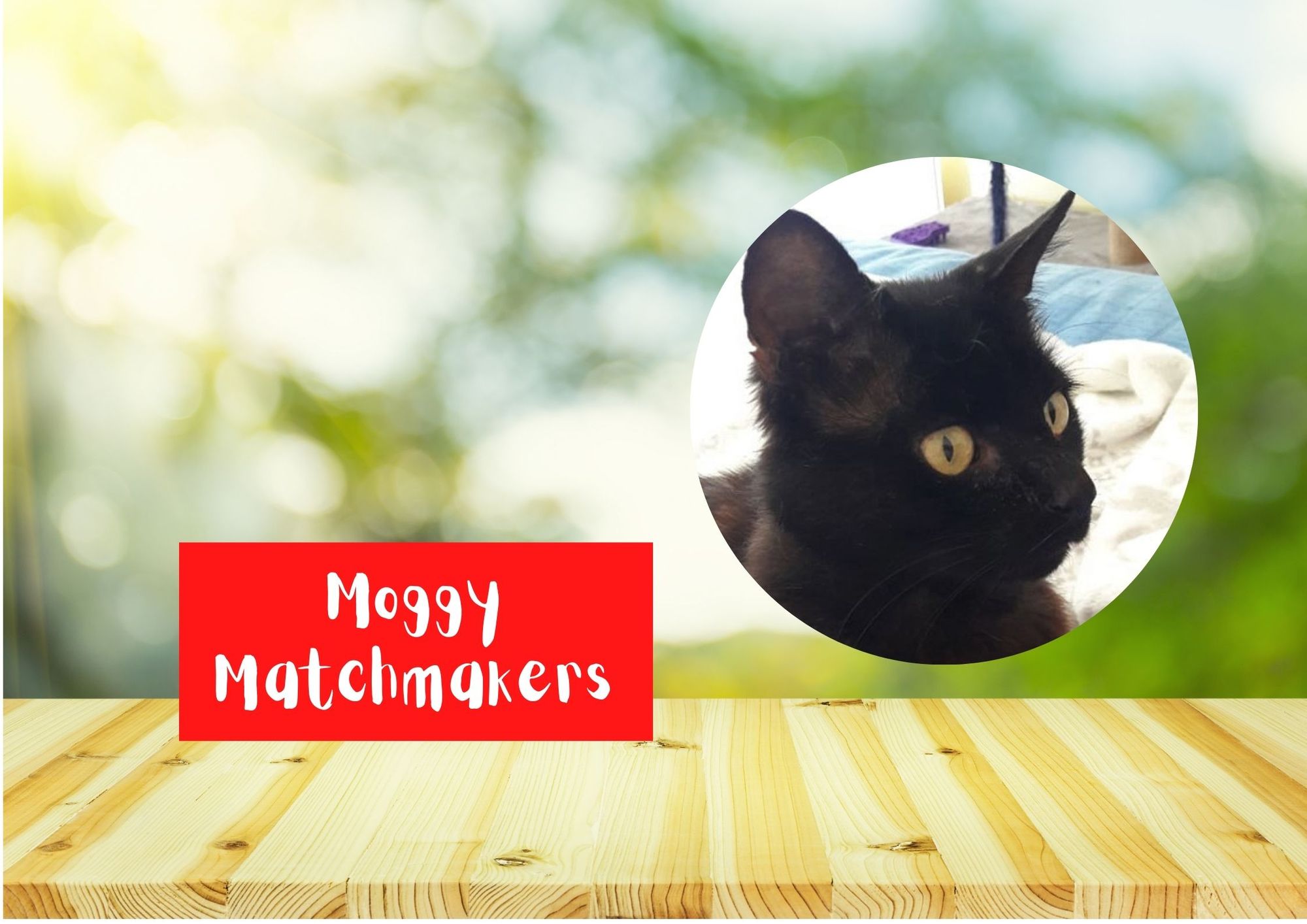 Moggy Matchmakers: Can you give a home to Toast?
