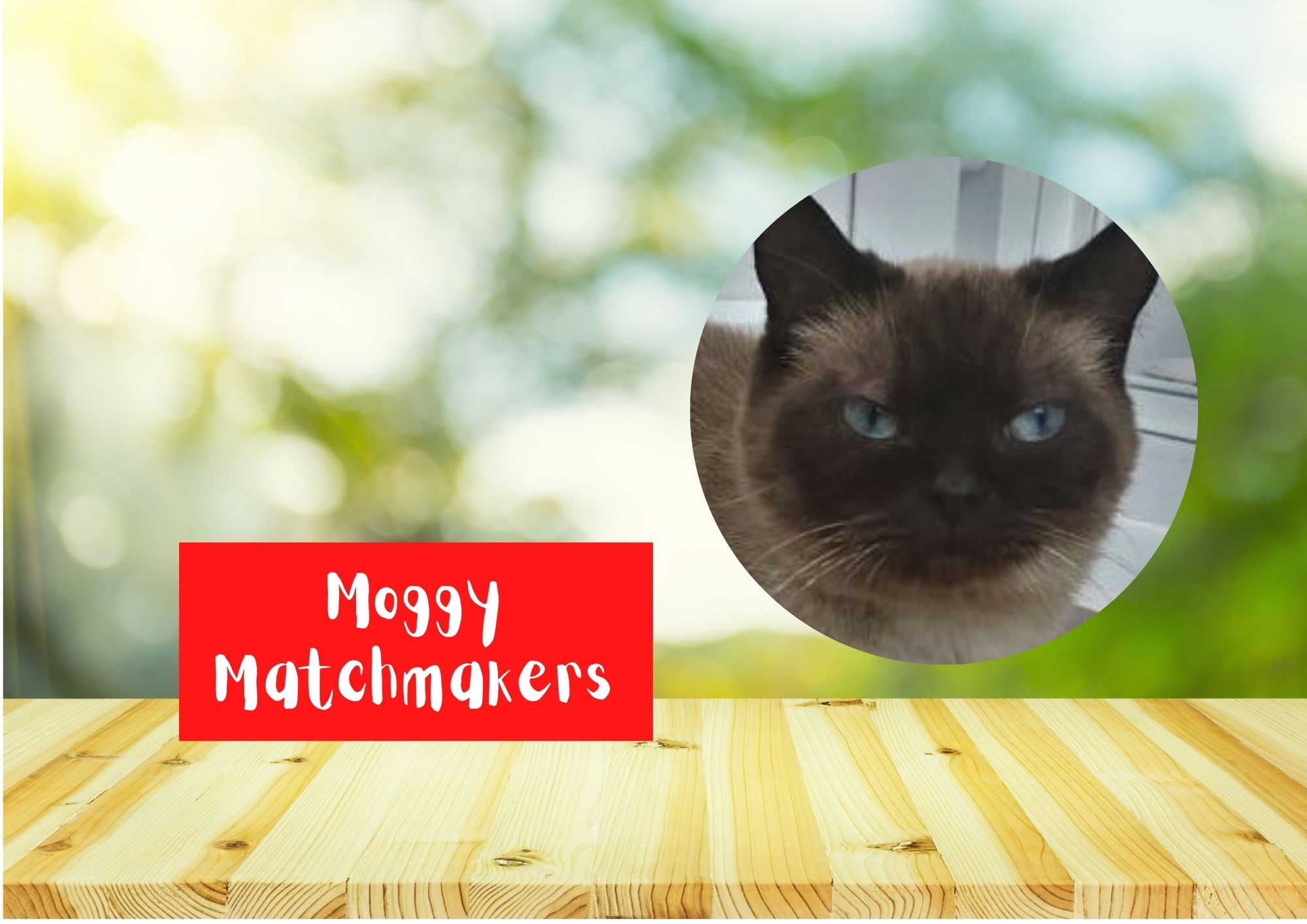 Moggy Matchmakers: Can you give a home to Coco Chanel?