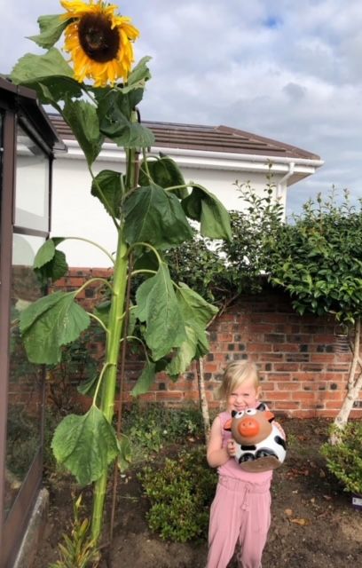 Ella's sunflower is the tallest of them all