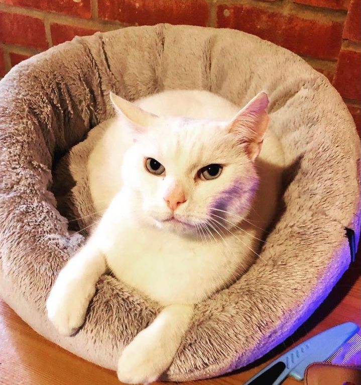 Cat missing from his Blunsdon  home for five weeks is back safe and sound