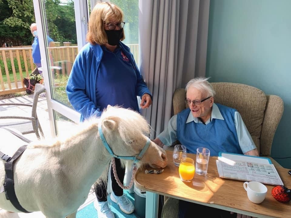 Shirley care home residents enjoy visit from therapy ponies