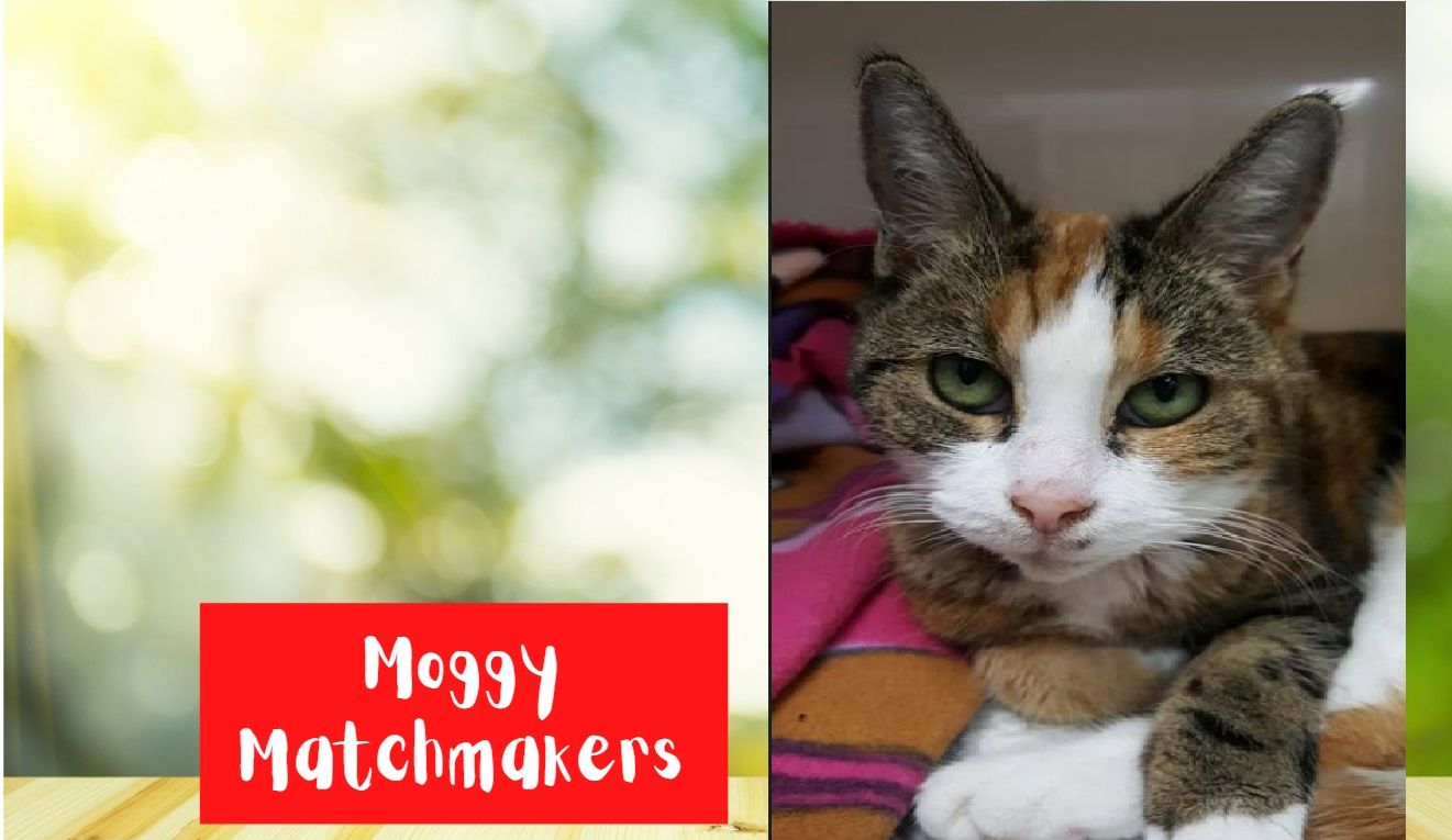 Moggy Matchmakers: Do you have the right home for Bitsy?