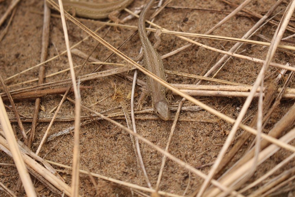 Wildlife: Lizards lounging in the sun