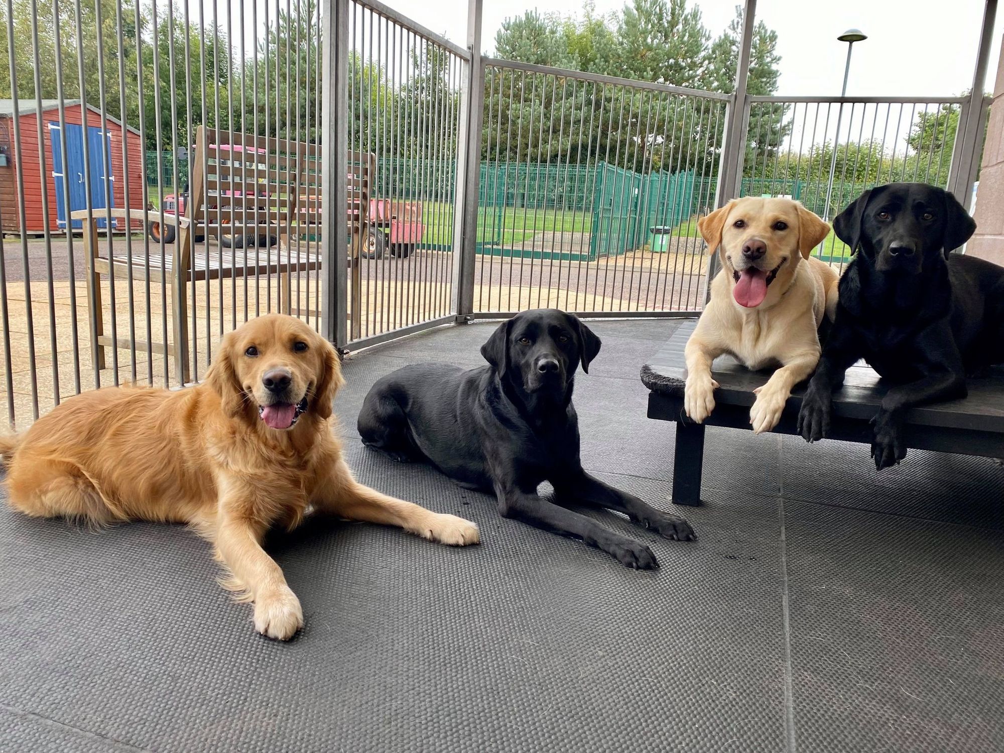 Guide Dogs seeks volunteer to lead Ayrshire fundraising group