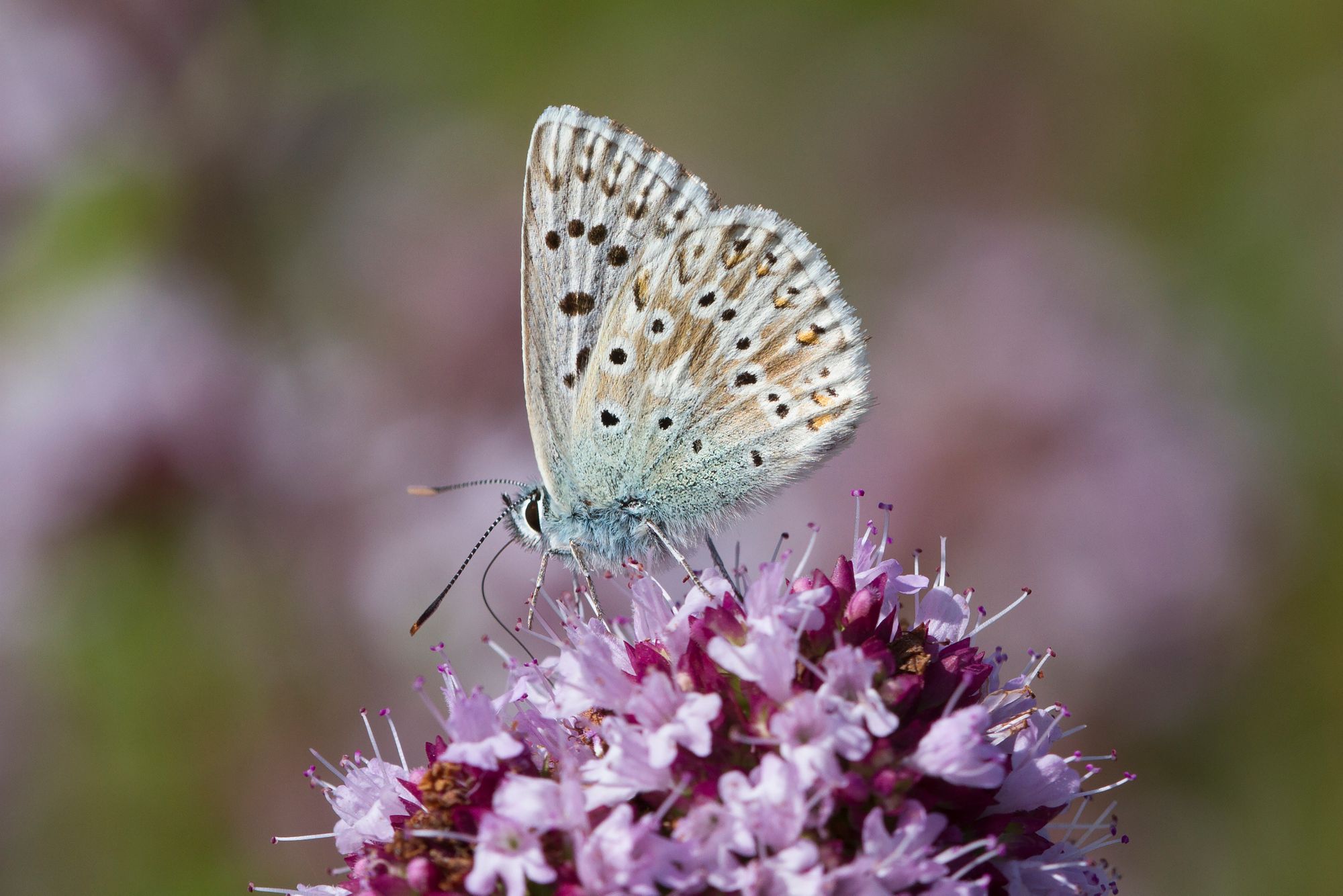 Surrey Wildlife Trust congratulates community for saving meadows