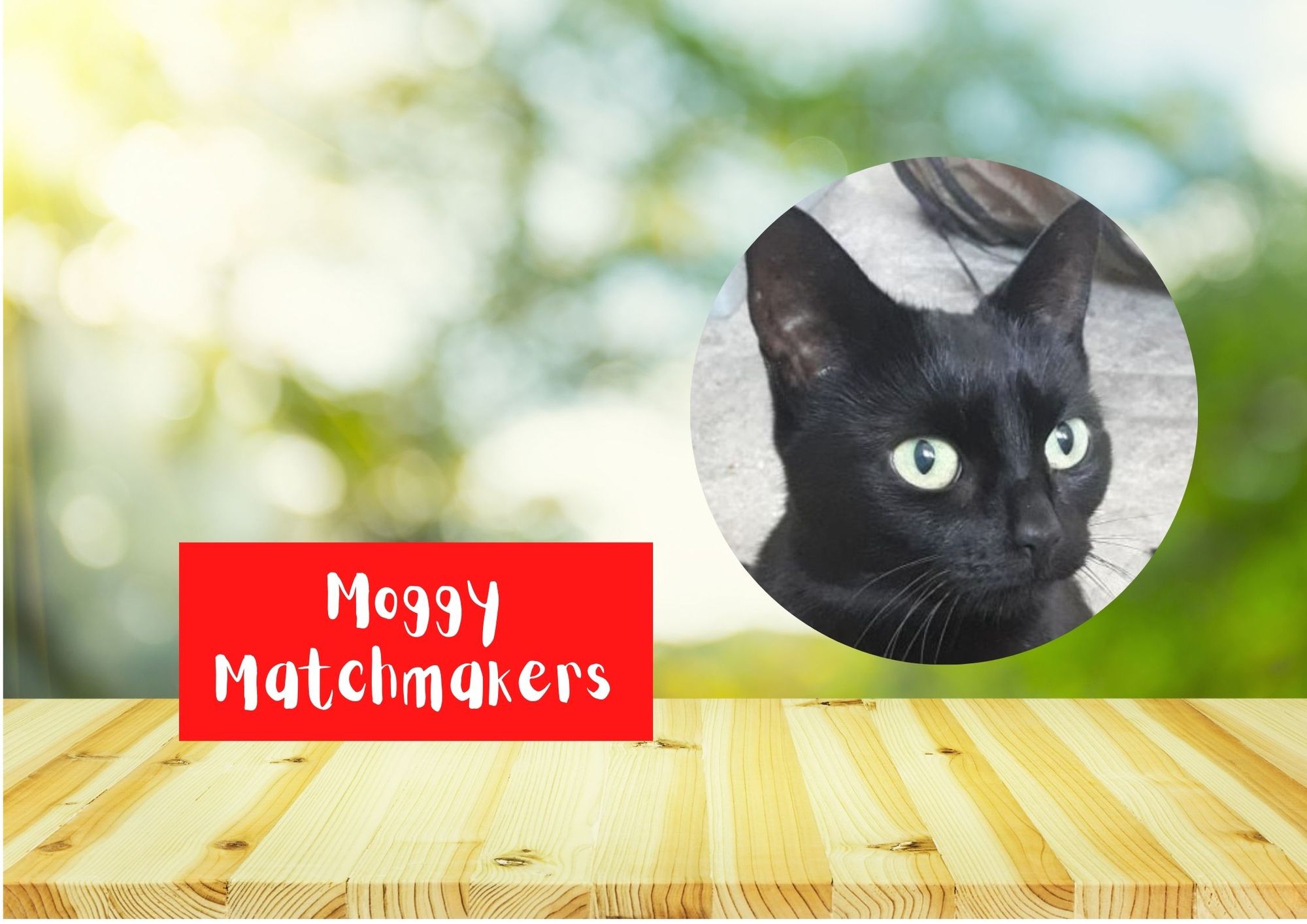 Moggy Matchmakers: Do you have the right home for Coco?